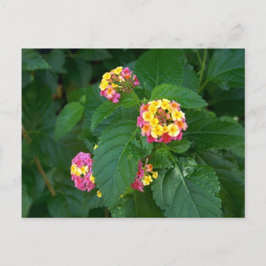 Das Glück von morgen (Blume) Postkarte (Vorderseite)