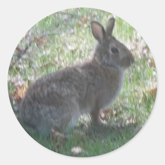 Das glückliche Kaninchen Runder Aufkleber (Vorderseite)