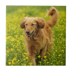 Das Goldene Fliese