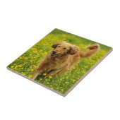 Das Goldene Fliese (Seite)