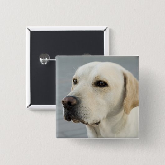 Das goldene Labrador Button (Vorne & Hinten)