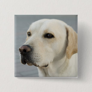 Das goldene Labrador Button