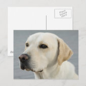 Das goldene Labrador Postkarte (Vorne/Hinten)