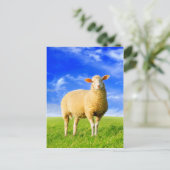 Das goldene Schaf. Postkarte (Stehend Vorderseite)