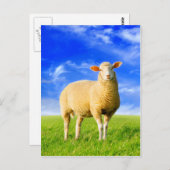 Das goldene Schaf. Postkarte (Vorne/Hinten)