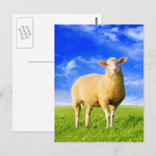 Das goldene Schaf. Postkarte (Vorne/Hinten)