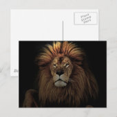 Das goldene, stolze Lion Africa Postkarte (Vorne/Hinten)