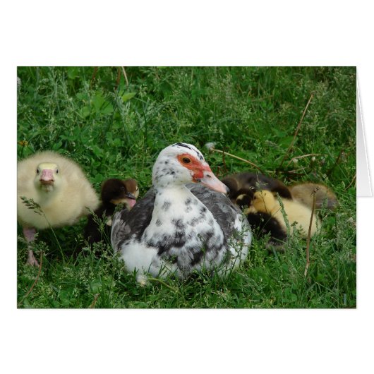 Das Gosling sagt: "Verlass Mommy allein!" (Vorderseite (Horizontal))