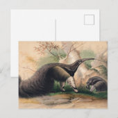 Das große Antlitz von Joseph Wolf Postkarte (Vorne/Hinten)