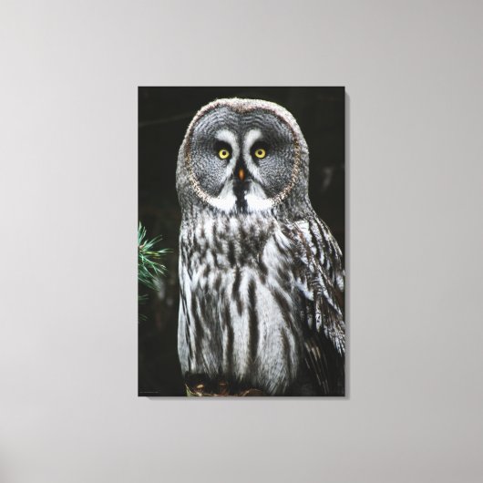 Das große graue Owl 24x36 (60x90cm) waccna Leinwanddruck (Vorderseite)