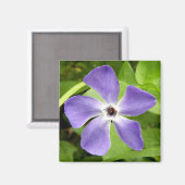 Das große Periwinkle Magnet (Vorderseite/Rückseite)
