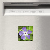 Das große Periwinkle Magnet (In Situ (Geschirrspüler))