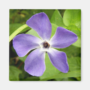 Das große Periwinkle Magnet