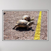 Das große Turtle & Snail Race Poster (Vorne)