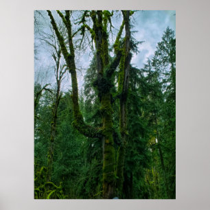 Das Grün im Baumplakat Poster