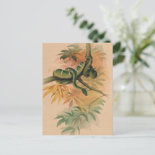 Das grüne Boa von Joseph Wolf Postkarte (Stehend Vorderseite)