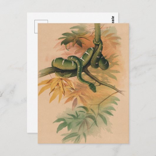 Das grüne Boa von Joseph Wolf Postkarte (Vorne/Hinten)