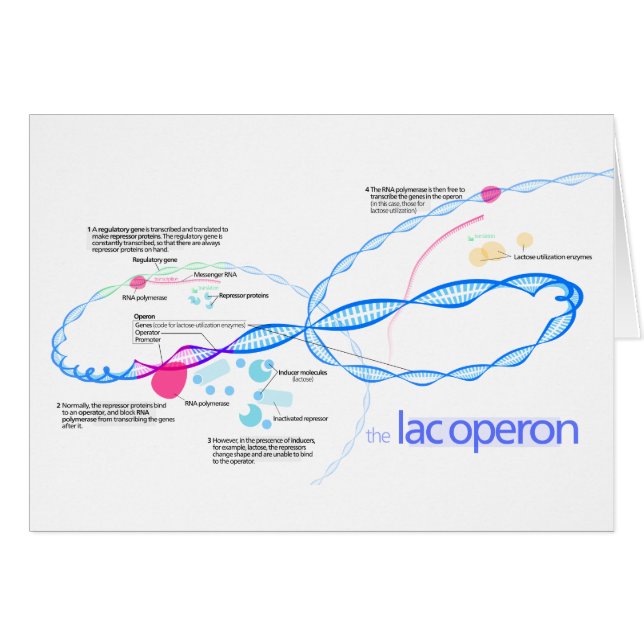 Das Gummilack Operon Diagramm (Vorderseite (Horizontal))