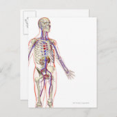 Das Harnsystem 2 Postkarte (Vorne/Hinten)