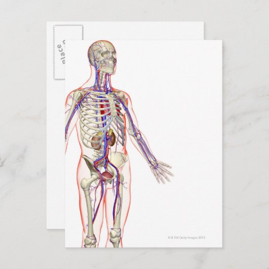 Das Harnsystem 2 Postkarte (Vorne/Hinten)