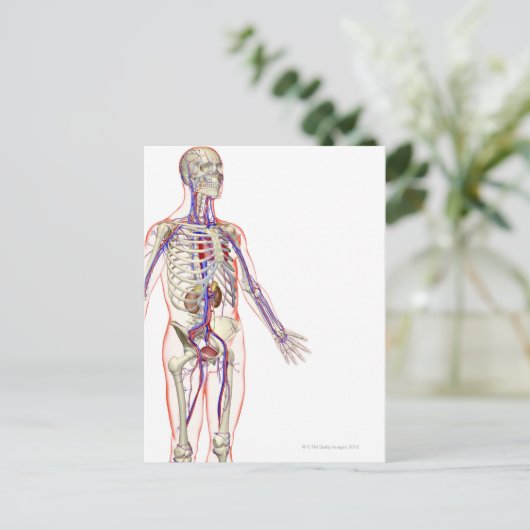 Das Harnsystem 2 Postkarte (Stehend Vorderseite)