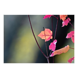 Das harte Holz brechen Fotodruck