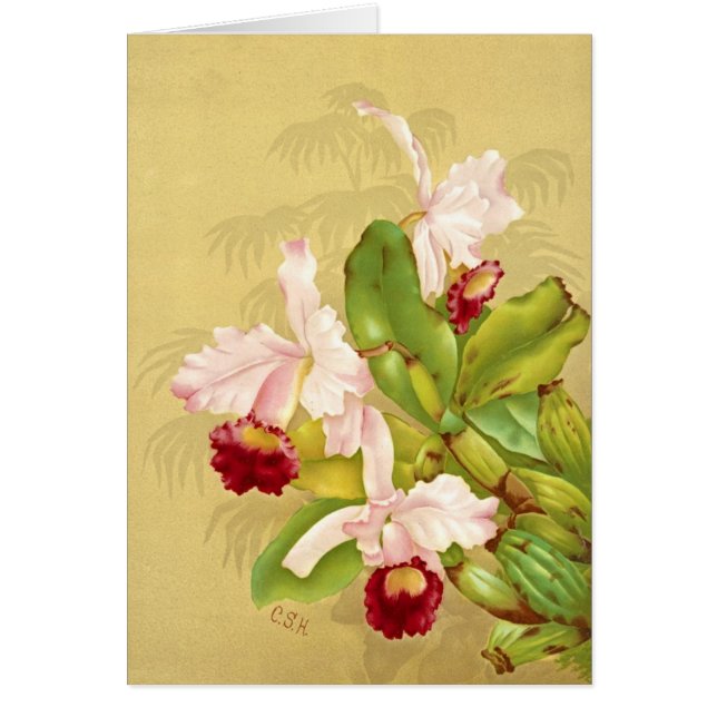 das Haus-Orchidee 1892 (Vorne)