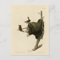 Das Haus Wren von Audubons Vögeln Amerikas