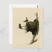 Das Haus Wren von Audubons Vögeln Amerikas Postkarte (Vorne/Hinten)