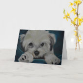 Das Havanese Karte (Gelbe Blume)