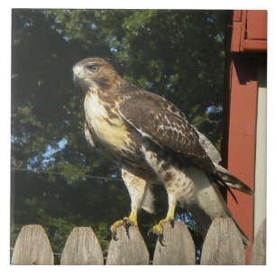Das Hawk-Tile-Trivet Fliese