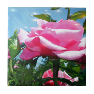 Das herrliche Rosa erhob sich am blauen Himmel. Bl Fliese