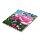 Das herrliche Rosa erhob sich am blauen Himmel. Bl Fliese (Seite)