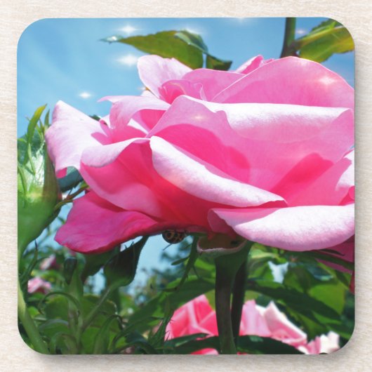 Das herrliche Rosa erhob sich am blauen Himmel. Bl Getränkeuntersetzer (Vorderseite)