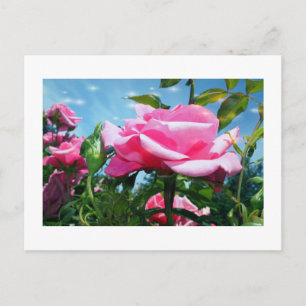 Das herrliche Rosa erhob sich am blauen Himmel. Bl Postkarte