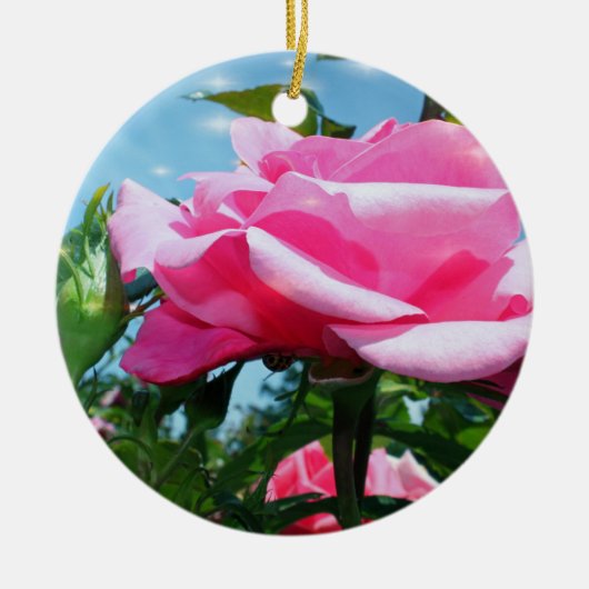 Das herrliche Rosa erhob sich am blauen Himmel. gl Keramik Ornament (Vorne)