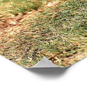 Das Hoopoe, der israelische Nationalvogel, Foto-Pl Poster (Ecke)