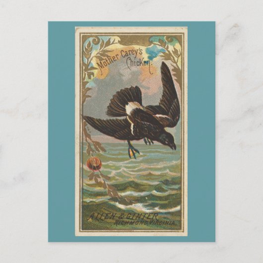 Das Huhn der Mutter Carey Postkarte (Vorderseite)