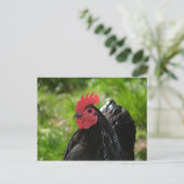 Das Huhn Postkarte (Stehend Vorderseite)