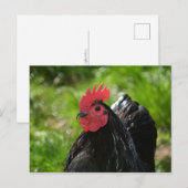Das Huhn Postkarte (Vorne/Hinten)