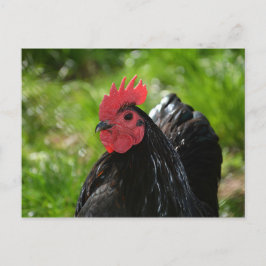 Das Huhn Postkarte