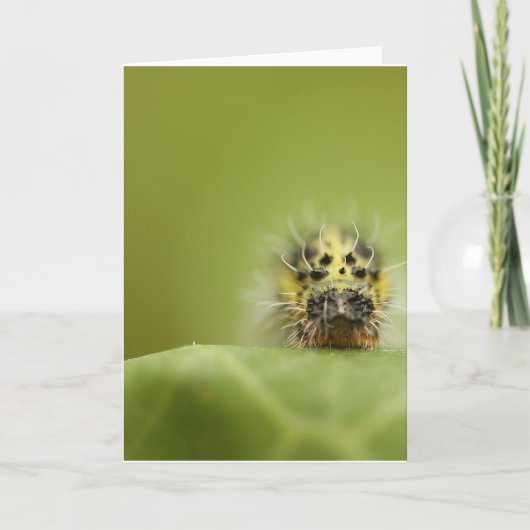 das hungrige catapillar karte (Vorderseite)