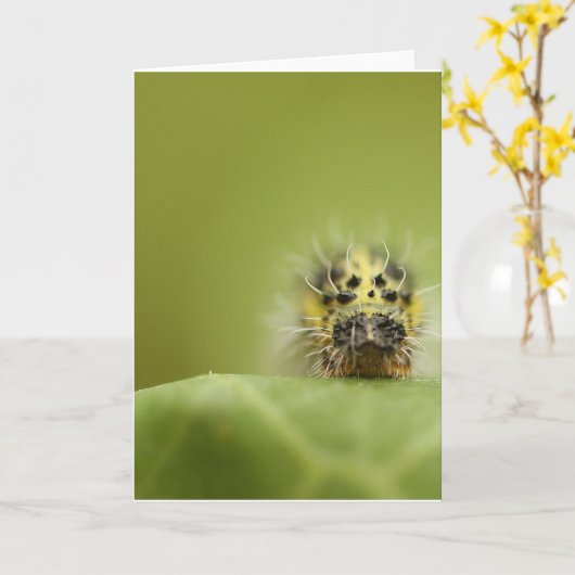 das hungrige catapillar karte (Gelbe Blume)