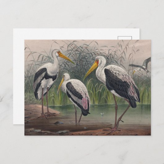 Das indische Holz Ibis von Joseph Wolf Postkarte (Vorne/Hinten)