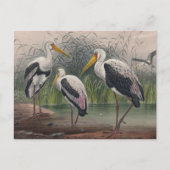 Das indische Holz Ibis von Joseph Wolf Postkarte (Vorderseite)