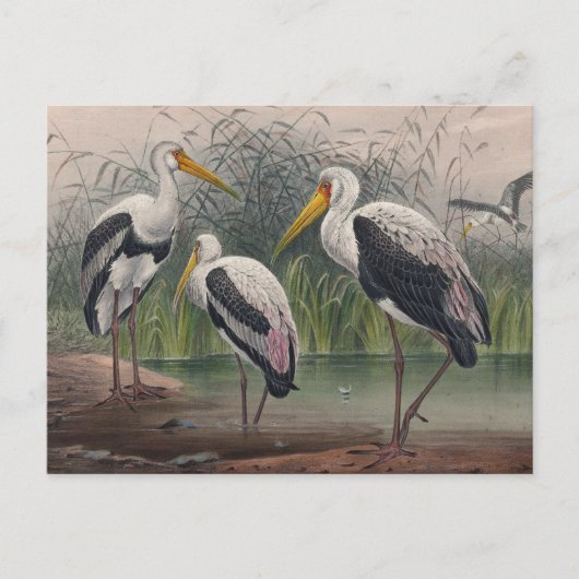 Das indische Holz Ibis von Joseph Wolf Postkarte (Vorderseite)