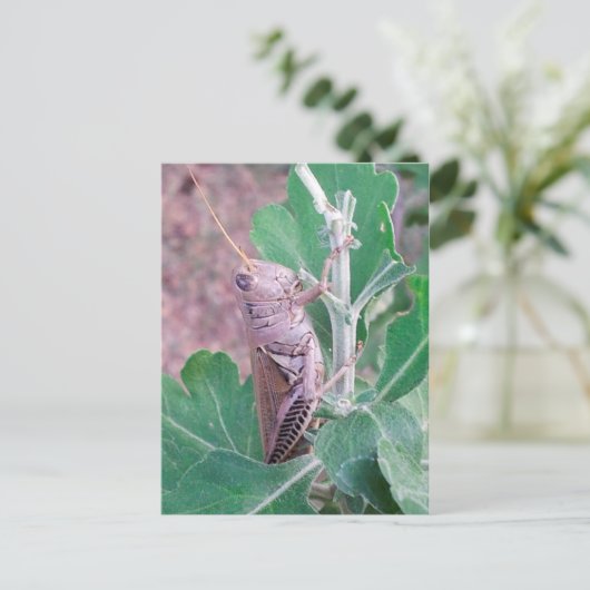 Das ist ein Grasshopper Postkarte (Stehend Vorderseite)