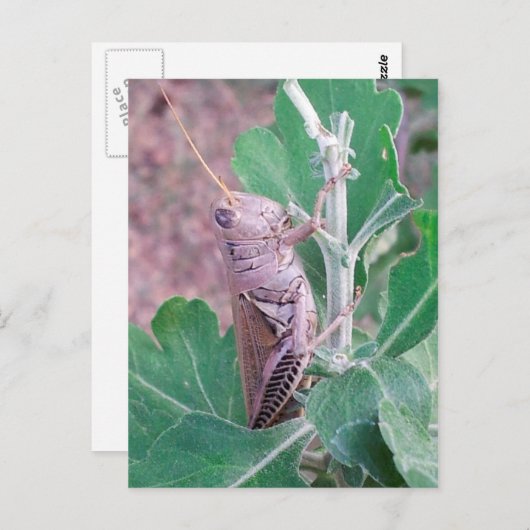 Das ist ein Grasshopper Postkarte (Vorne/Hinten)