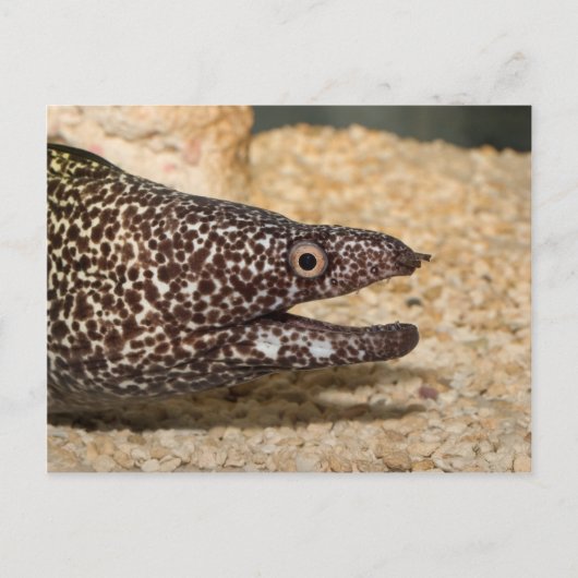 Das ist ein Moray! Postkarte (Vorderseite)
