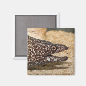Das ist ein Moray! Square Magnet (Vorderseite/Rückseite)